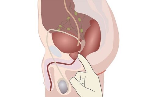 анатомија на машка простата